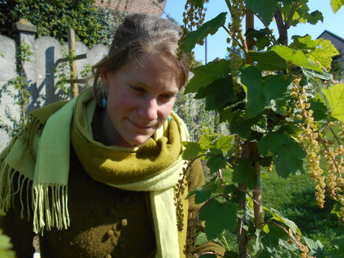 Dorothea regardant les groseilles en fleur.