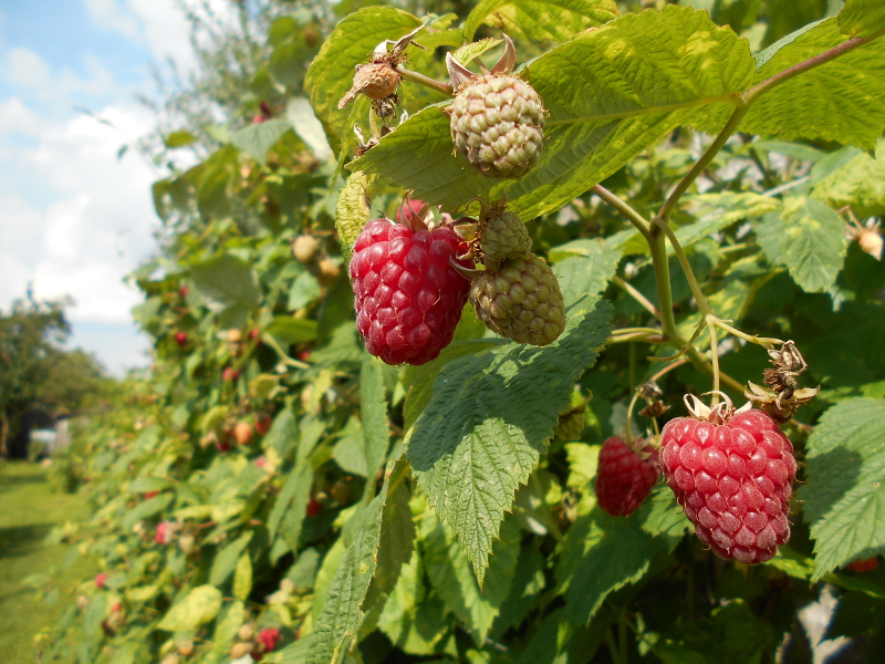 Les framboises sont mûrs.