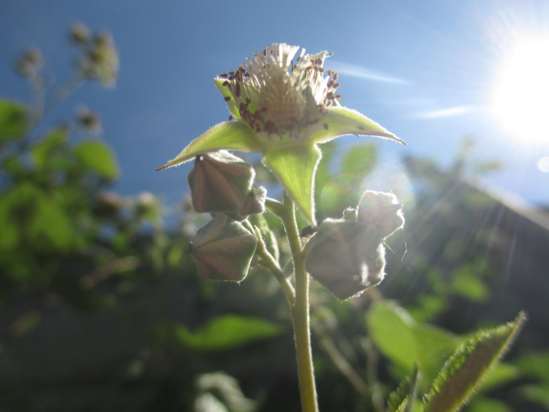 Framboisier en fleur.